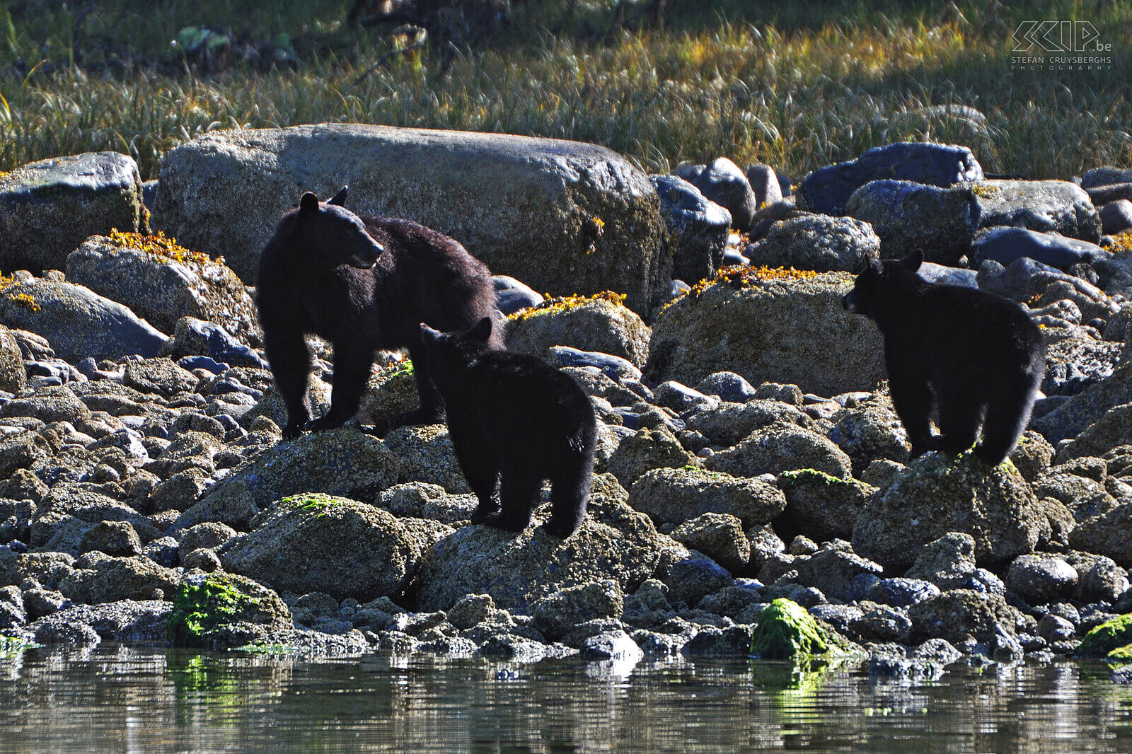 Tofino - Mother bear with 2 cubs  Stefan Cruysberghs